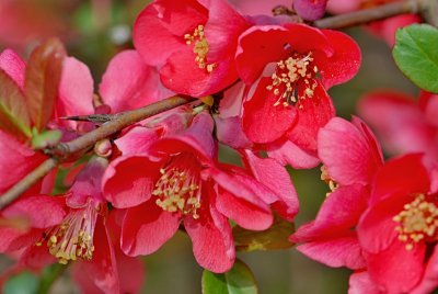 Chaenomeles japonica - kdoulovec japonský - květy a trn na větévce